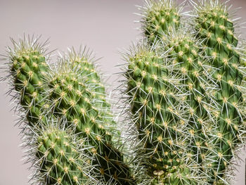 Close-up of succulent plant