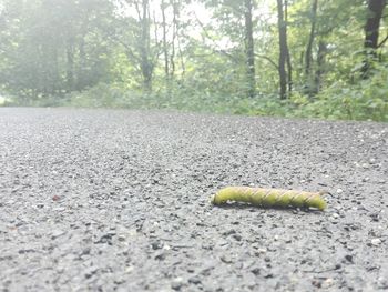 View of road in forest