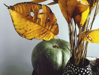 Close-up of yellow leaves on plant during autumn