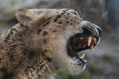 Close-up of a snow leopard