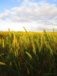 Crops growing on field against sky