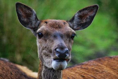 Red deer headshot