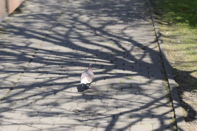 High angle view of bird perching on shadow