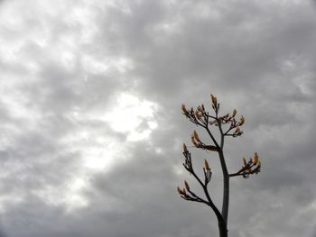 Low angle view of tree against sky