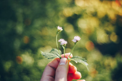 Close-up of hand holding flowering plant