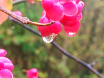 Close-up of wet pink flower growing outdoors