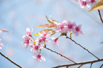 Low angle view of pink flowers growing on tree