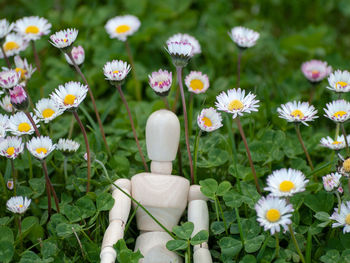 Close-up of white daisy flowers on field