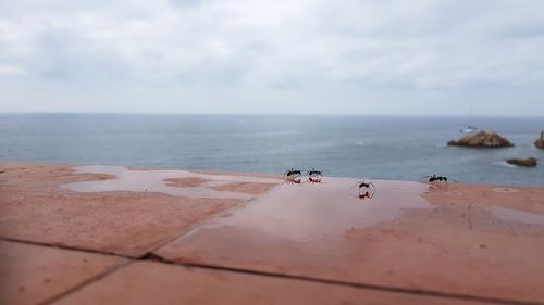 Scenic view of sea against sky with ants