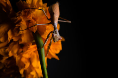 Close-up of orange flowering plant against black background