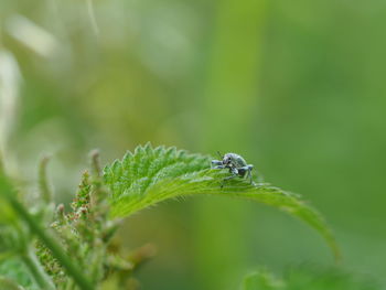 Close-up of insect on plant