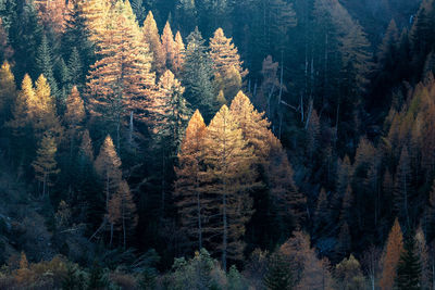 Autumn colors in switzerland