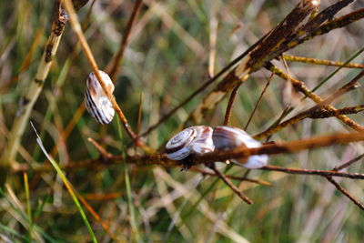 Close-up of butterfly on plant