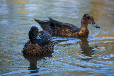 Duck swimming in lake