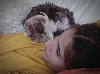 Close-up of dog sleeping on bed at home