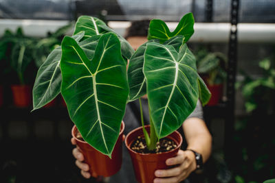 Close-up of hand holding potted plant