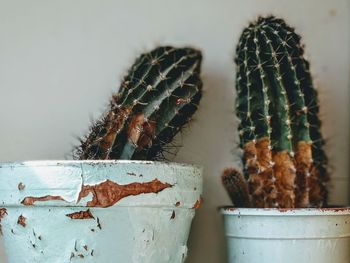 Cactus in pots