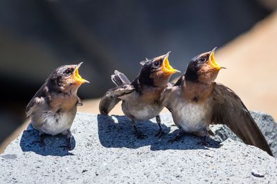 Hungry young swallows perching on rock