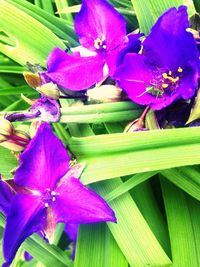 Close-up of purple flowers