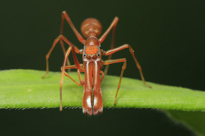 Close-up of insect