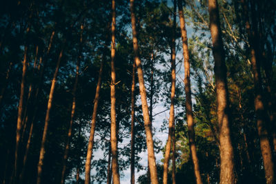 Low angle view of trees in forest