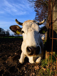 Portrait of cow on field against sky