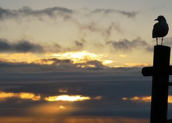 Silhouette bird perching on orange sunset sky