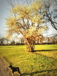 Tree in park against sky