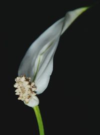 Close-up of white flower against black background