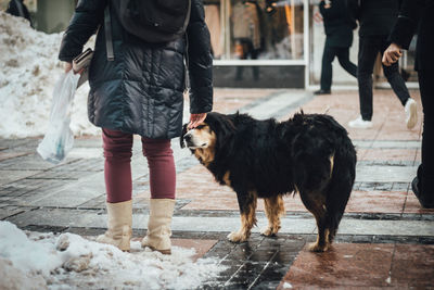 Low section of woman with dog walking in rain