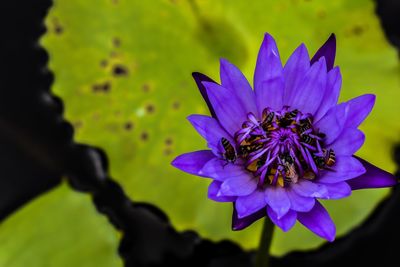 Close-up of purple flower