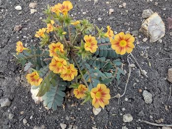 flowering plant