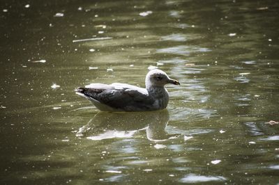 Duck swimming on lake