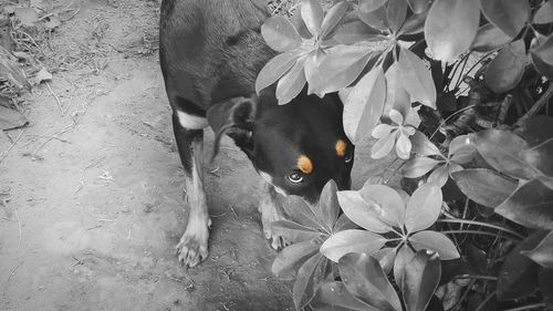 High angle view of dog amidst plants
