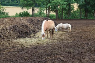 Horses grazing on field