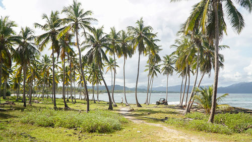 Scenic view of palm trees on beach against sky