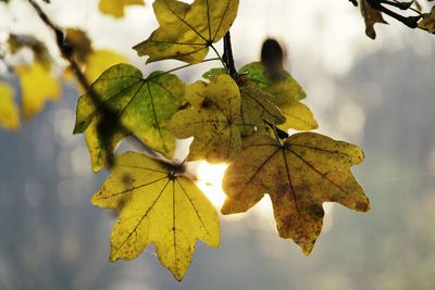 Close-up of yellow maple leaves against sky