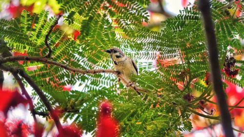 Close-up of squirrel on tree