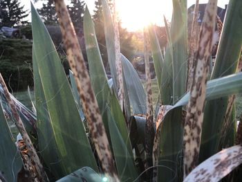 Close-up of plants growing on land