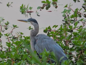 High angle view of gray heron perching on tree