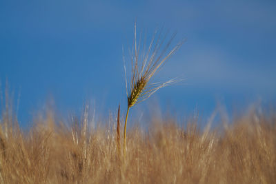 Close-up of wheat field against clear sky