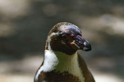 Close-up portrait of a bird
