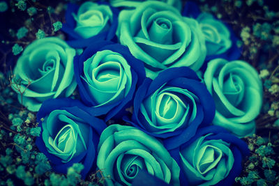 High angle view of roses on blue rose