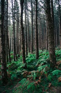 Trees in forest