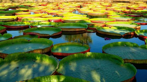 Water lily in lake