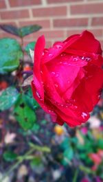 Close-up of pink rose