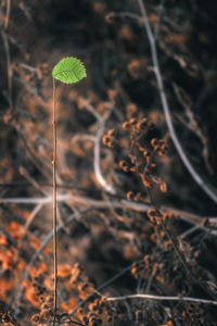 Close-up of plant growing on field