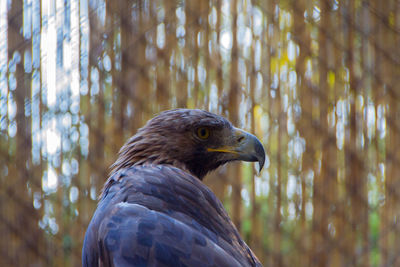 Close-up of a bird