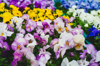 Close-up of colorful violets 