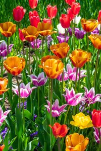 Close-up of multi colored tulips in field